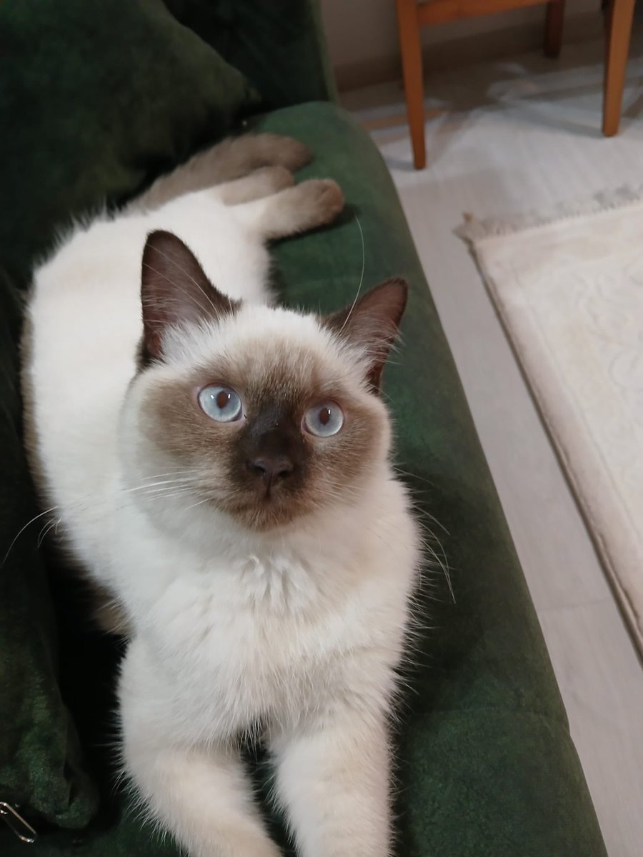 kediipatisi's tweet image. Yuva arıyormuş bu kız🥹 
5 aylık 
İstanbul