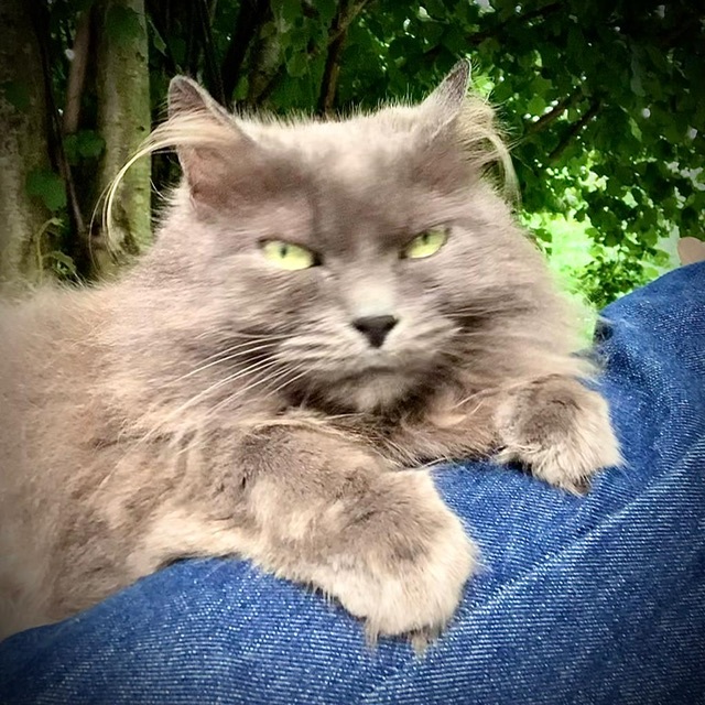 🟠 🐱 Chat perdu le 19/01/2026 à Pont-Scorff (56620).
Race : Maine Coon / Âge : 15 an(s)
Minette / Femelle / Identifié(e) : Non

☎️ 628234681
📧  bellegoemmanuelle@gmail.com

#chatperdu #chattrouve #chat #perdu #trouve