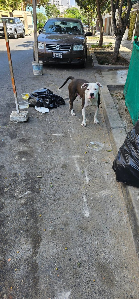 Perro perdido en Miraflores. Está en cuadra 1 de calle Alfredo León (1/2 cuadra de óvalo de Pardo). Mediano, estaba comiendo de los desechos. Se le ve cuidadito y es amistoso. 

Fecha y hora: 1:52pm 26/01/26

RT X FAVOR tal vez alguien lo busca <a href="/miraflores24h/">Alerta Miraflores</a> <a href="/MuniMiraflores/">Muni de Miraflores</a>