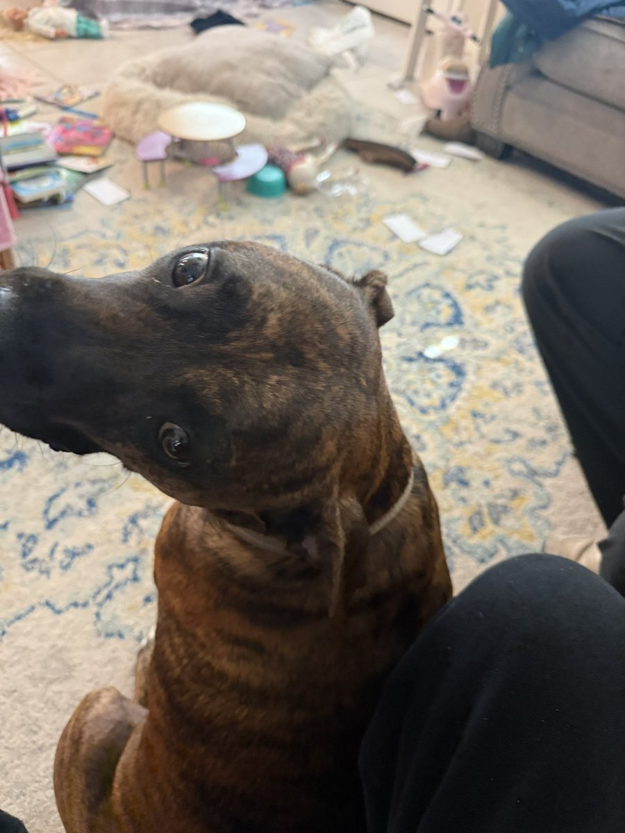 kind zon (penusaur) tweet media