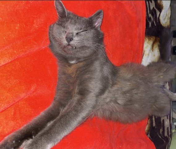 26.01.26 Perdu chat gris à Saint Amans Valtoret. "Mickey". Contact : facebook.com/celia.pierrat.… #Tarn