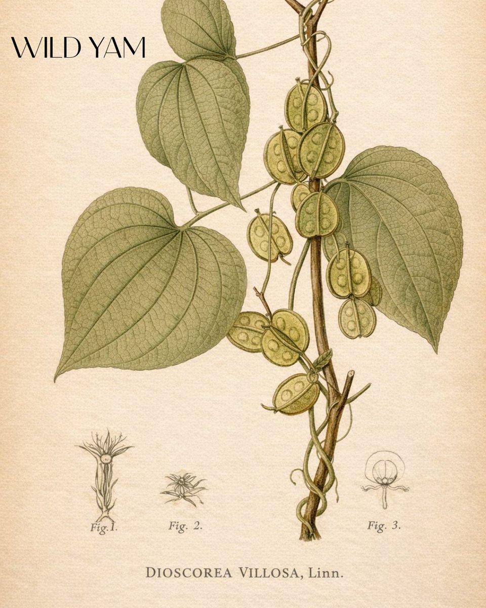 #Wildyam may play a supportive role in hormonal wellness by:
🌱 Supporting the body during hormonal transitions
🌱 Helping modulate stress and inflammation
🌱 Supporting digestive and liver pathways involved in hormone metabolism