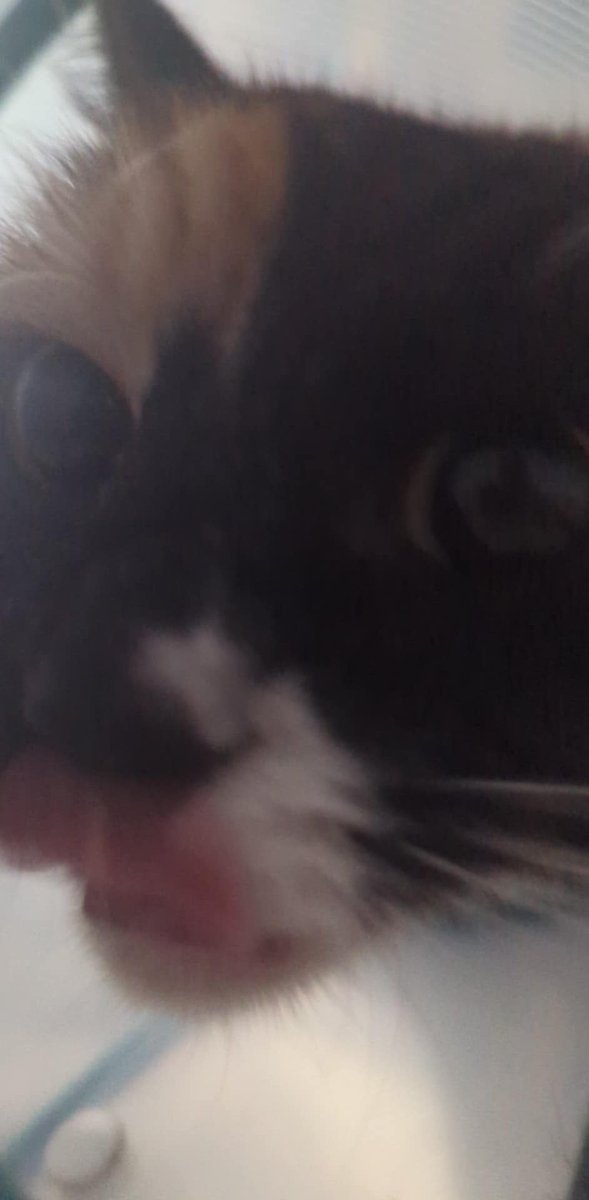 she smelt something tasty 😋