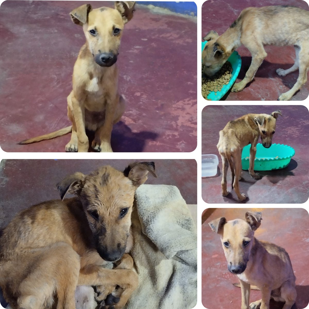 La foto de mi finde es de este bebe precioso que rescatamos con mi marido. Gracias a Dios ya esta comiendo más y cuando esté mejor le vamos a buscar una familia. ❤️‍🩹❤️‍🩹 #SeFueLarga