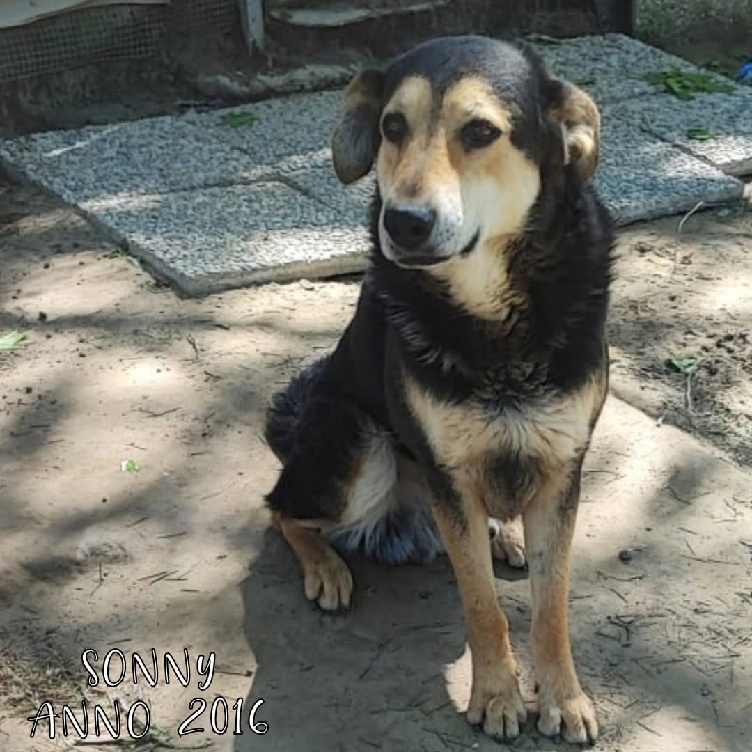 ADOZIONE DEL CUORE – SONNY CERCA CASA! 🏠 
Sonny ha 8 anni, non è più un ragazzino, ma non per questo merita di invecchiare in un rifugio. 
Anche i più anziani hanno diritto ad una casa calda e accogliente. 
📌 E' molto coccolone e socievole e in cerca di amore: SONNY aspetta