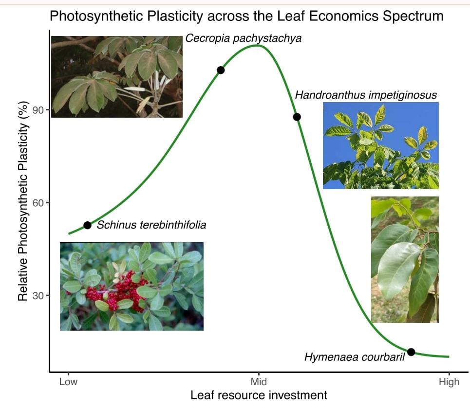 Daniel Damineli tweet media