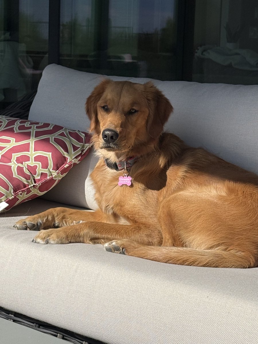 MSHOW98's tweet image. Just took my pup Winnie the golden field retriever to Tom’s Thumb. It’s about time, right in our backyard! Winnie did great, me ok