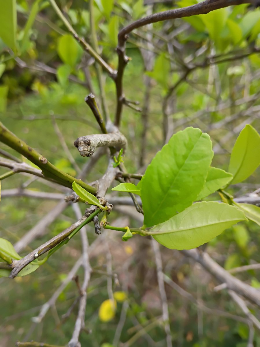 #bugtwt

I found this caterpillar eating leaves on a lemon tree and when I got closer it mimicked the shape of a twig on a branch can anyone identify it