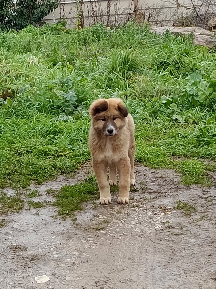 Arkadaşlar bu yavru. Yeni doğmuş inanılmaz güzel bir köpek,bu soğuklarda dışarıda kalmaması için sahiplenmek isteyen varsa İzmit'e bekleriz#kopek#TURSG