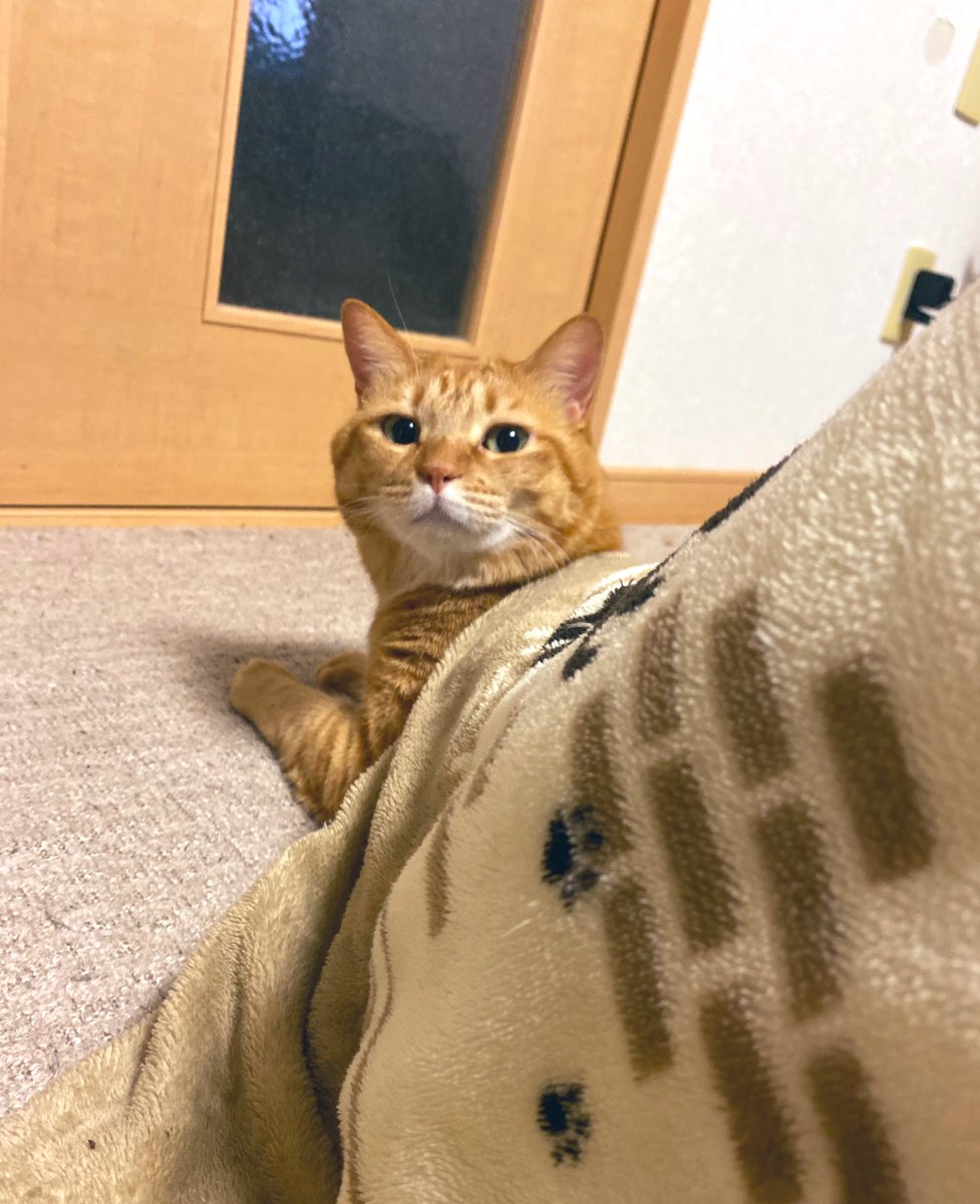 茶トラちゃん♡3匹♡ (@mememimi728) / Posts / X