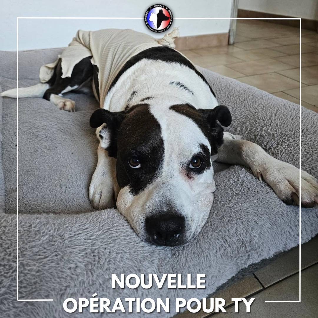 Brigade Animale Bénévole | BAB tweet media