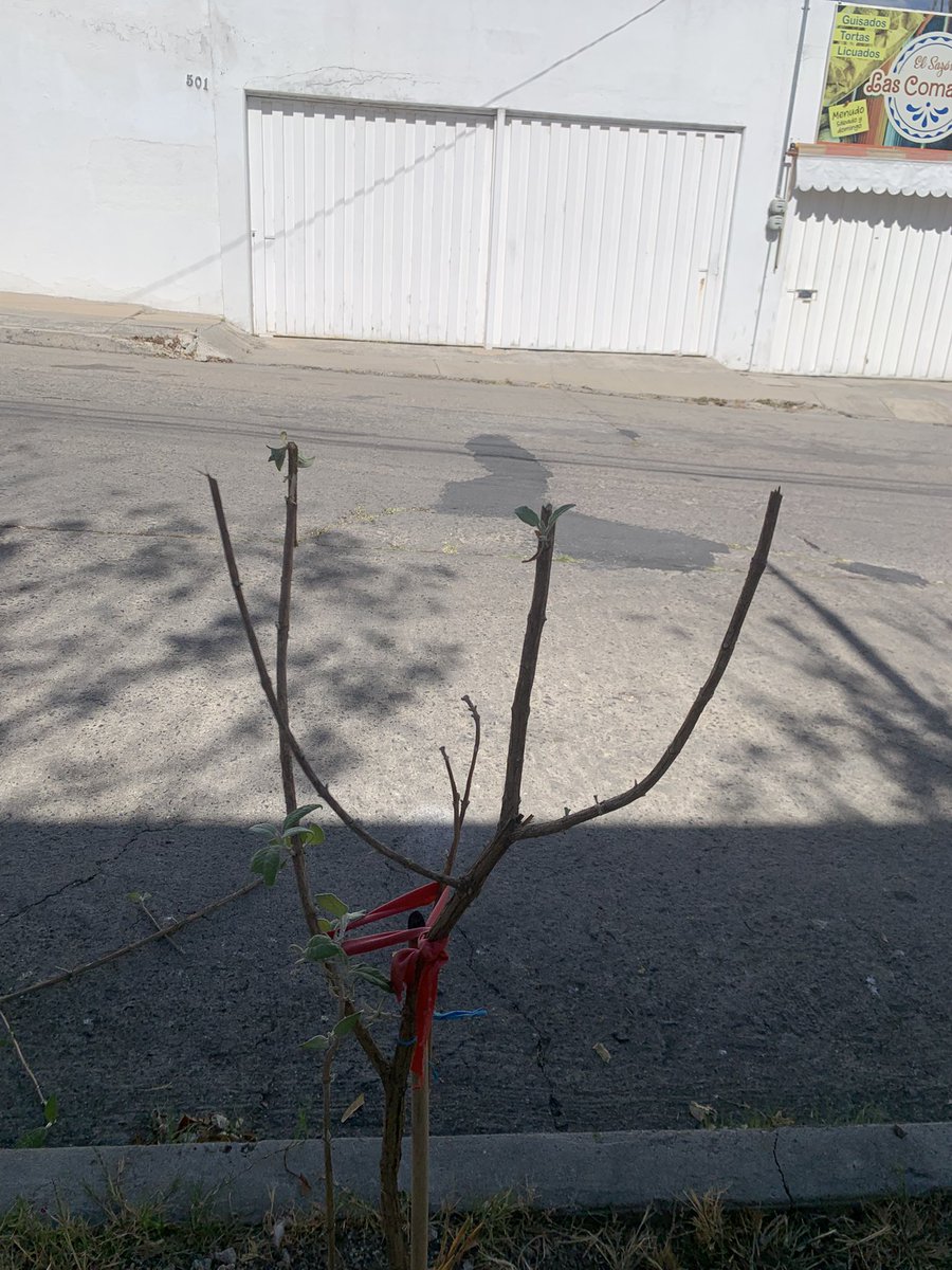 FURA, A.C. 🇲🇽 tweet media