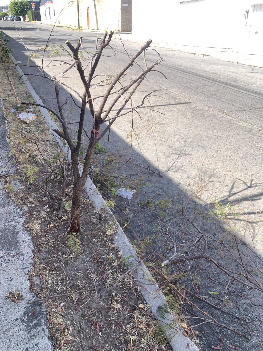 FURA, A.C. 🇲🇽 tweet media