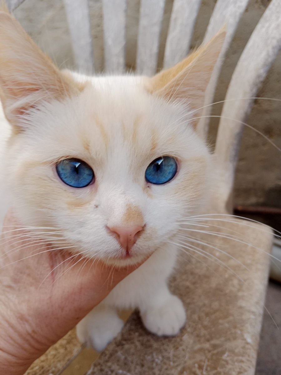 f_lo_morant's tweet image. Océano en adopción 4 meses. Os animáis  a adoptar al bellezón de Océano?