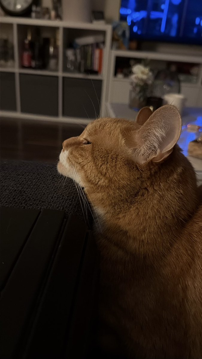 Svetlana Žigajeva tweet media