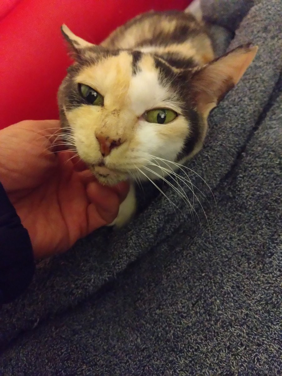 ミケちゃん「おはよ〜。まだしばらく寒そうね〜。お外の猫ちゃん風邪に