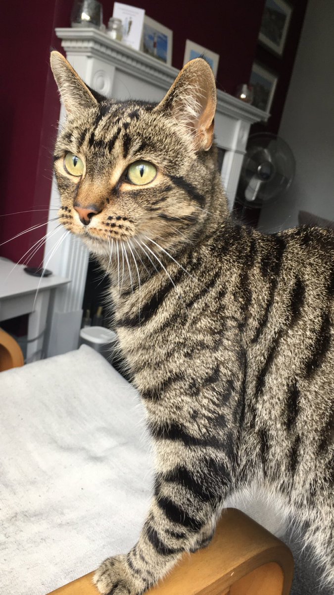 Rachael Singer tweet media