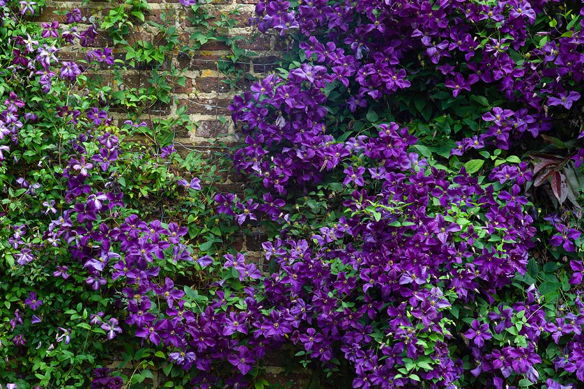 Gardeners_Path_'s tweet image. How to Prune Clematis Vines for Copious Flowers - Clematis are gorgeous, showy vines with bright, beautiful flowers, but they need an annual trim. Learn when and how to prune clematis vines now on Gardener's Path. #gardeningtips #pruning #clematis gardenerspath.com/plants/vines/p…