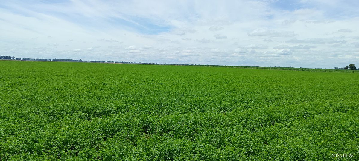 Dario Colombatto tweet media