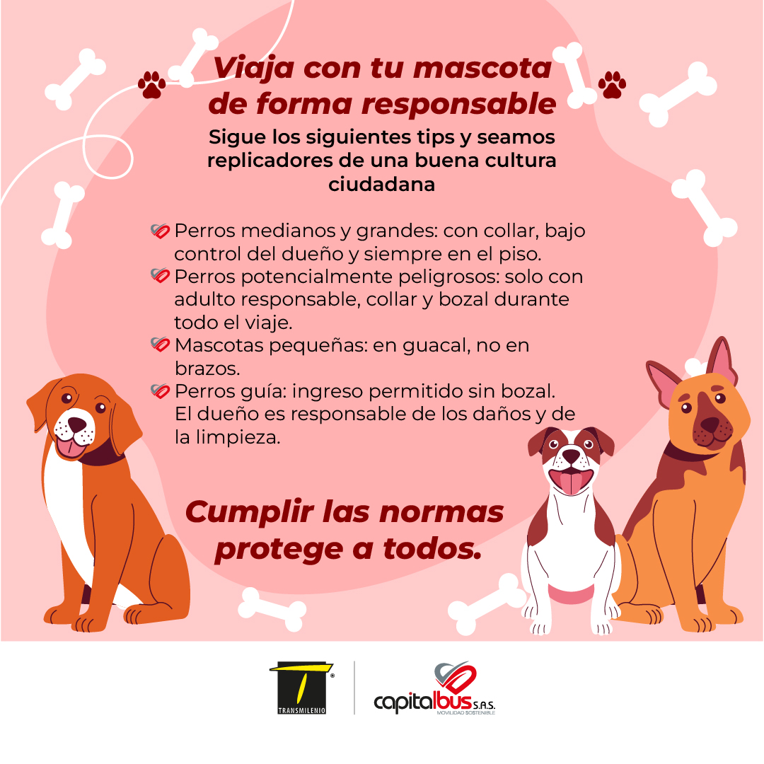 Viajar con tu mascota de forma responsable nos cuida a todos 🐾

Cumplir las normas hace del transporte público un espacio seguro y respetuoso.

#MascotasResponsables #CulturaCiudadana #MovilidadSegura #Capitalbus