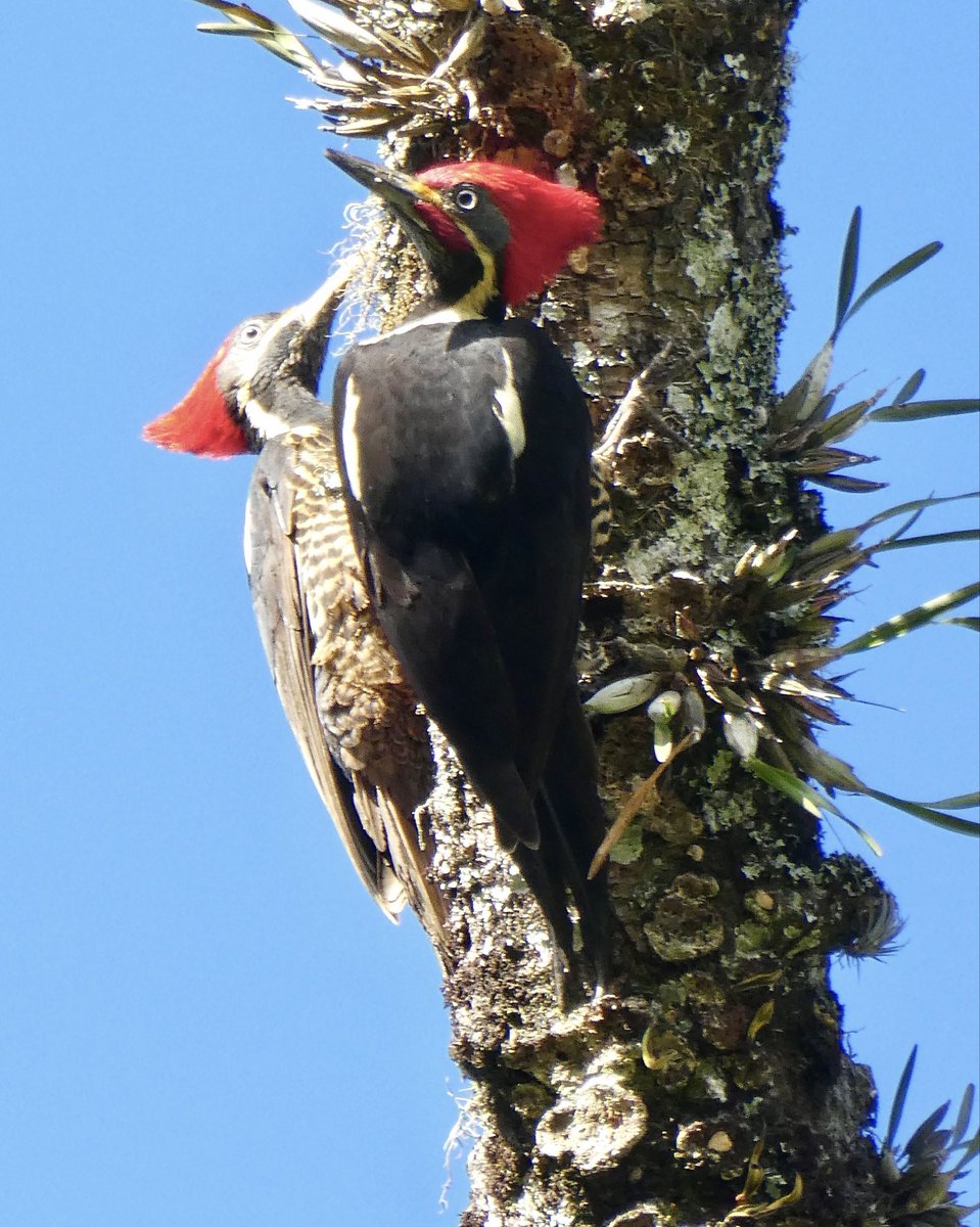catrionaduggan's tweet photo. My favourite little birds from my Costa Rican trip 🥰
#Motmot #Trogon #woodpecker #hummingbird https://t.co/7tsDj16GIP