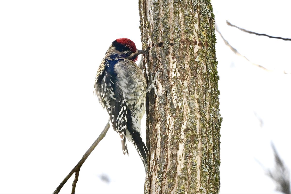 ell_enR's tweet photo. Yellow-bellied Sapsucker working on the sap wells!
Northern NJ
1/2026
#sapsucker #woodpecker #woodpeckers #BirdsSeenIn2026 #birdphotography #birdphotos #birdphotographer #birdwatching #birdwatcher #birdwatchers #birding #naturephoto #naturephotographer #NaturePhtography #nature https://t.co/Ir5qFlVZ0s