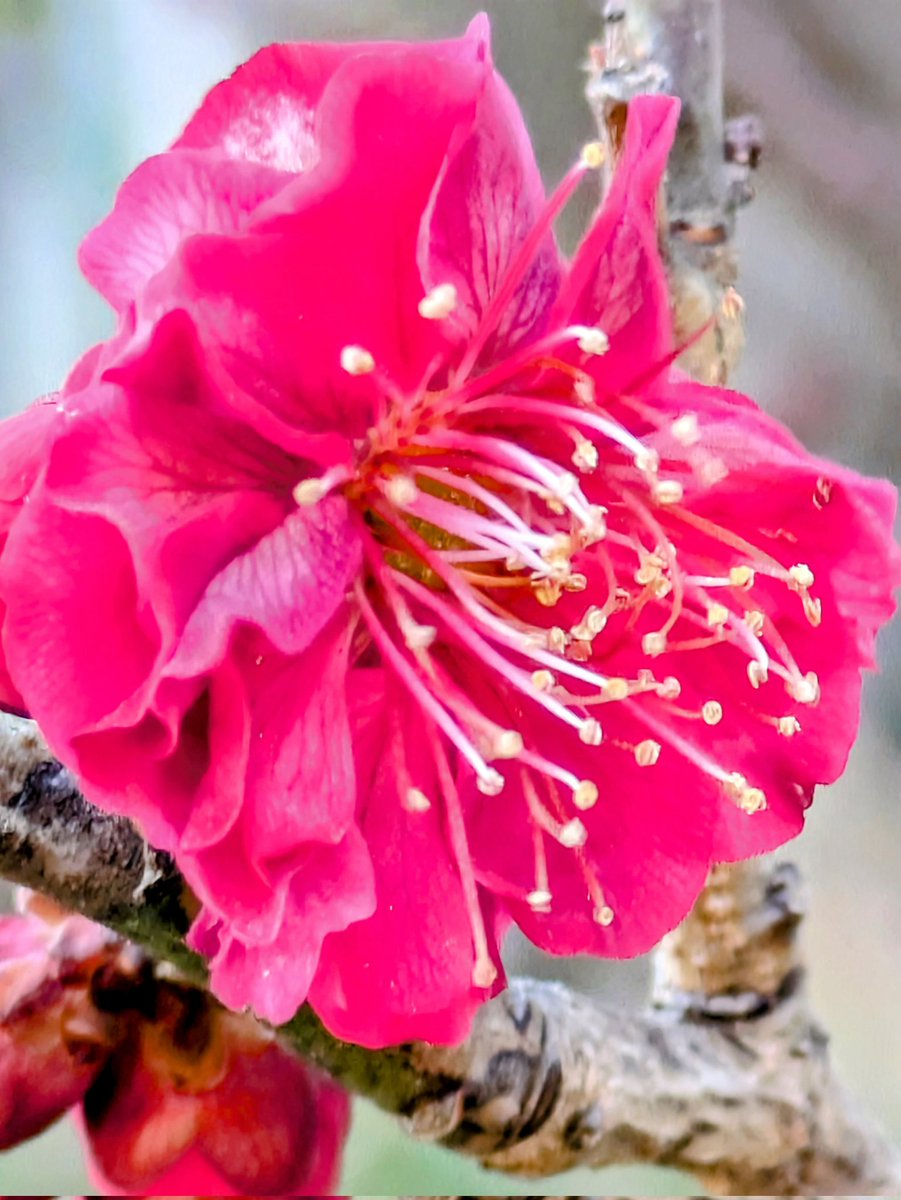 よっしー様♡ありがとうございます♡ ヨッシー: