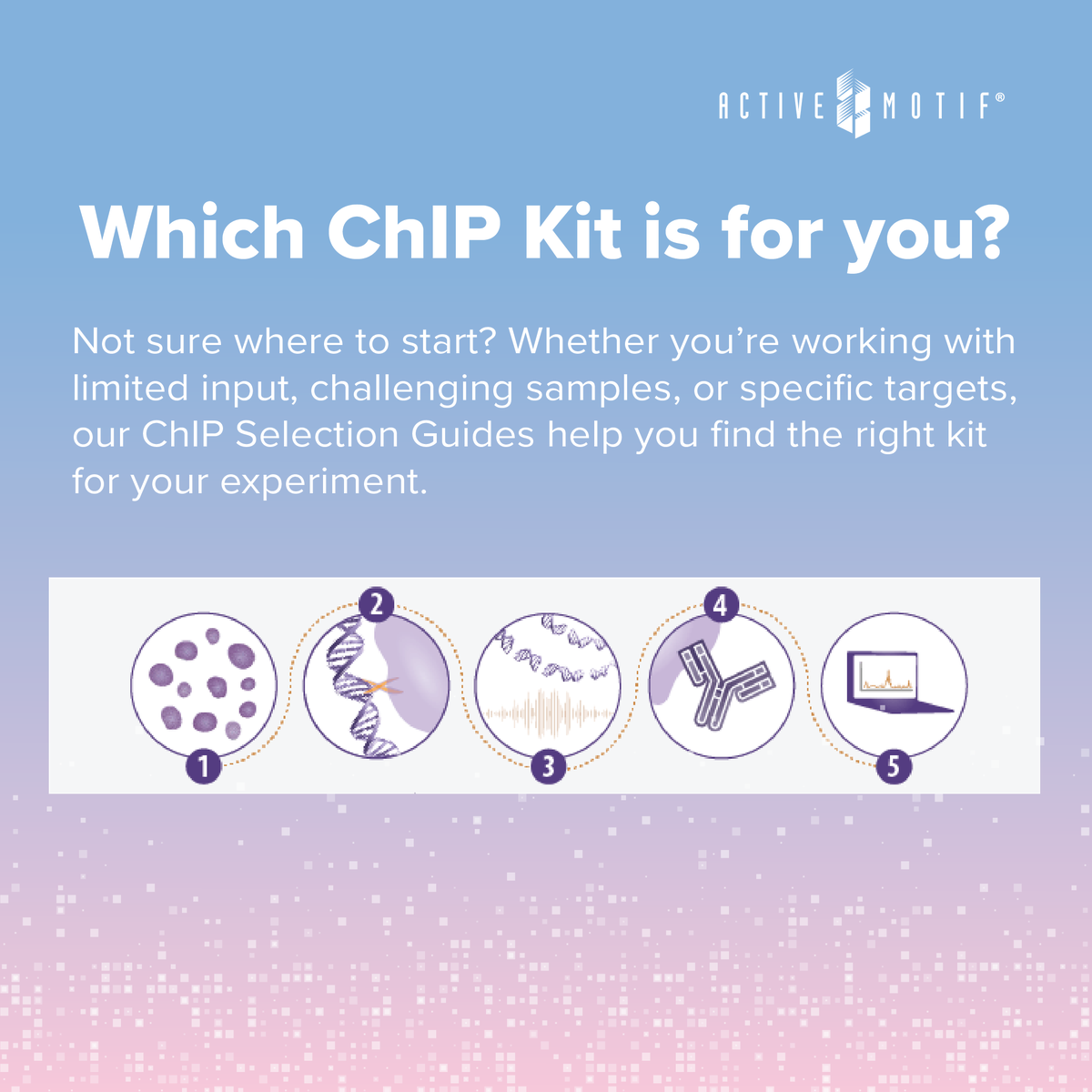 activemotif's tweet photo. Your experiment is unique—your ChIP kit should be too. ➡️ https://t.co/SEiN1DmRVv

Our ChIP Selection Guides make it easy to choose the right ChIP solution based on your sample type and research goals. Click through to explore our complete line of ChIP kits.

#ChIP #ActiveMotif https://t.co/e5I6zylpPD