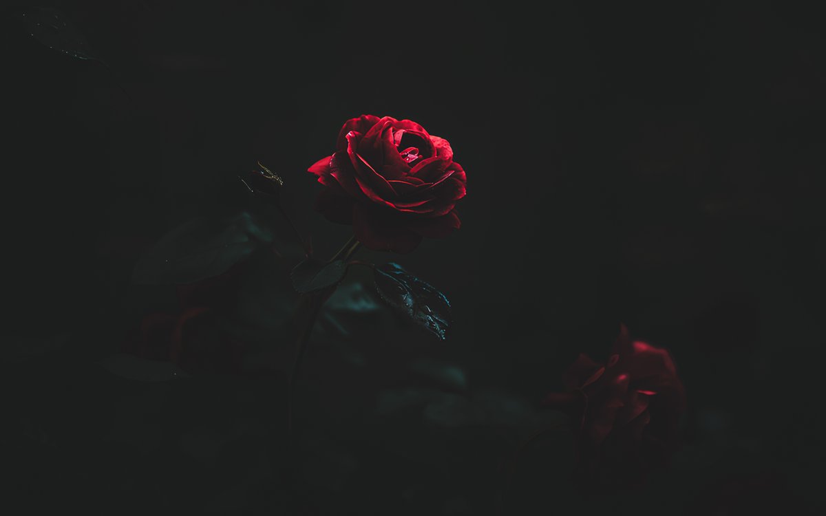 More content via Bio link