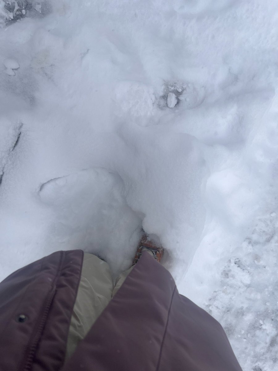 Panpanpan🐊 tweet media