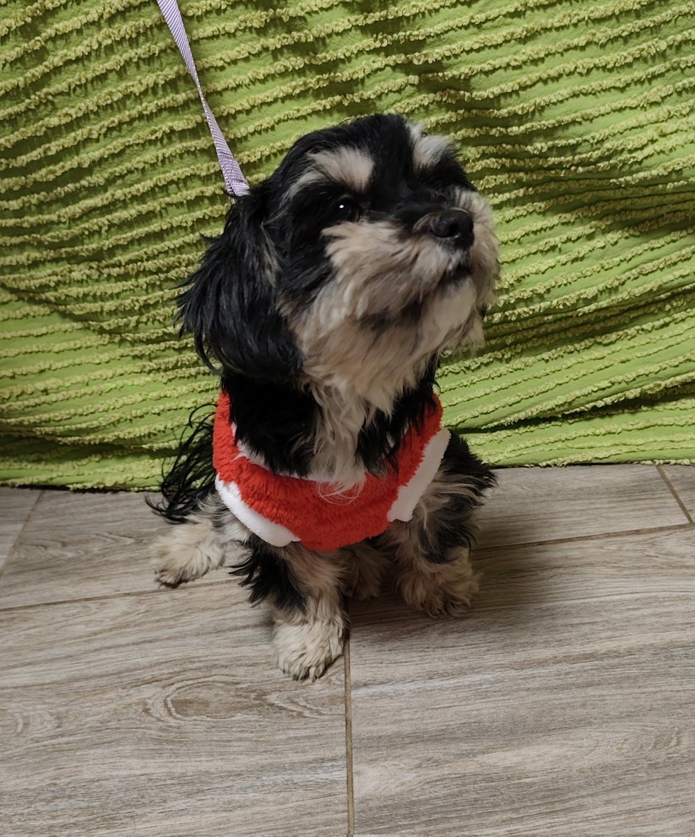 Ljiljan65880270's tweet image. 🐾🩵UDOMLJAVA SE 🐾🩵 NINA🐶🐾
Mali zvrk ,stara oko 1.5 god ,prosla komplet veterinarski pregled -zdrav pas🌟🐾Potreban je dom , odgovorna porodica gde ce biti ljubimac ☑️Naucena je na zivot u kuci ,druzeljubiva sa drugim kucama ,ima higijenske navike 🩵🐾RT🙏🏿