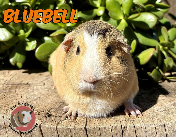 Meet Bluebell, our pig of the day!

Bluebell is a sassy lady who may be a little skittish, but she has a sweet and snuggly side as well. She is quite the chunky little girl, and we love her in all of her squishy glory. Do you have room in your heart for this cutie?

*Note* We
