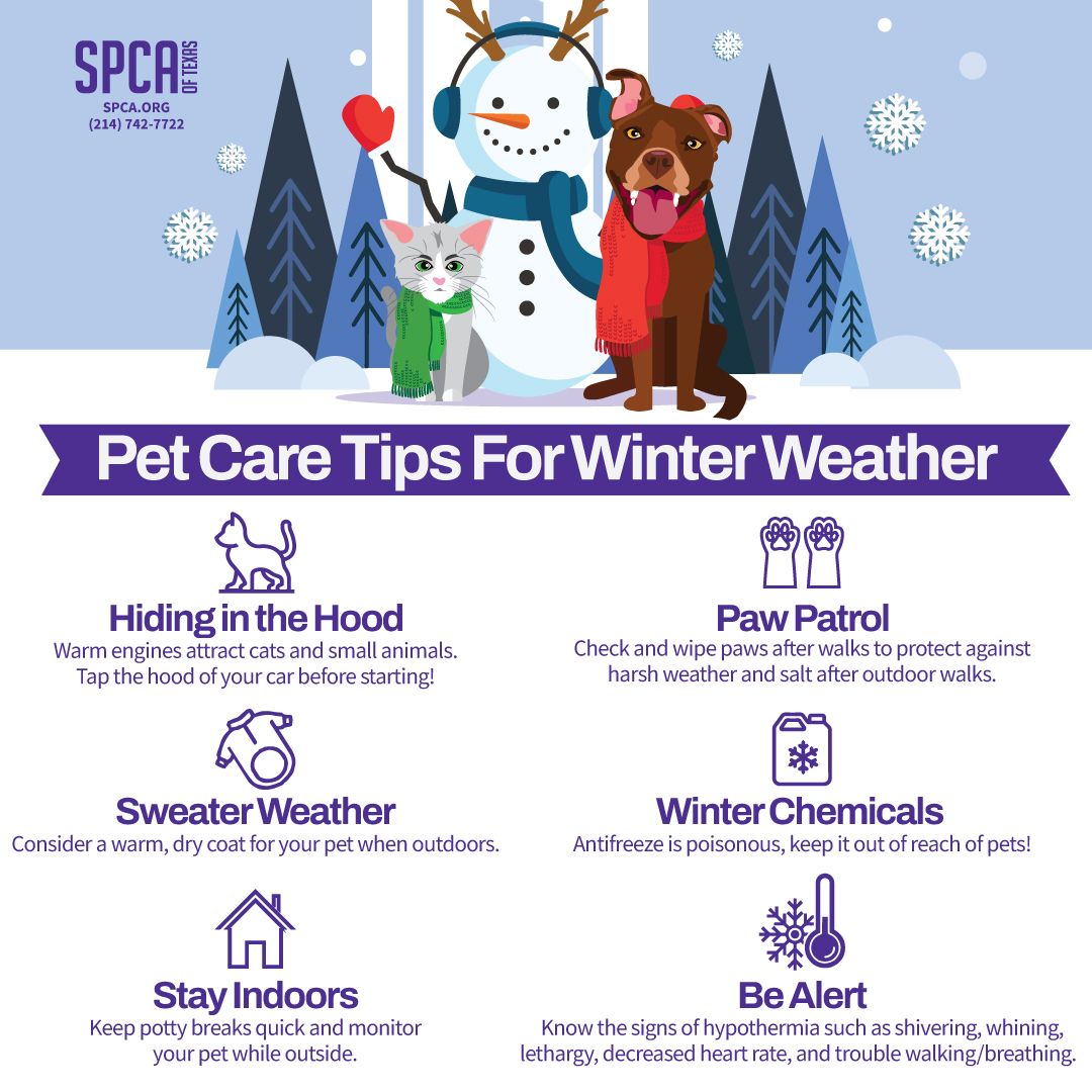 spcaoftexas's tweet photo. .@McKennaKingTV Keep your fur babies safe in this cold weather! Here are some safety tips to protect pets from harsh outdoor conditions. #PetsAreFamily #AntifreezeIsPoison #SafeAndWarm #StrawNotBlankets https://t.co/HFrGfP8Tmv