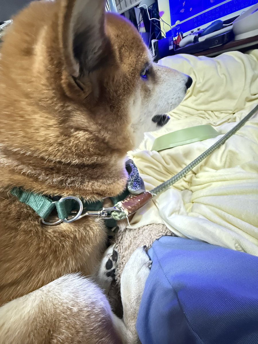 Chicken2Search's tweet image. おはようございます
#柴犬