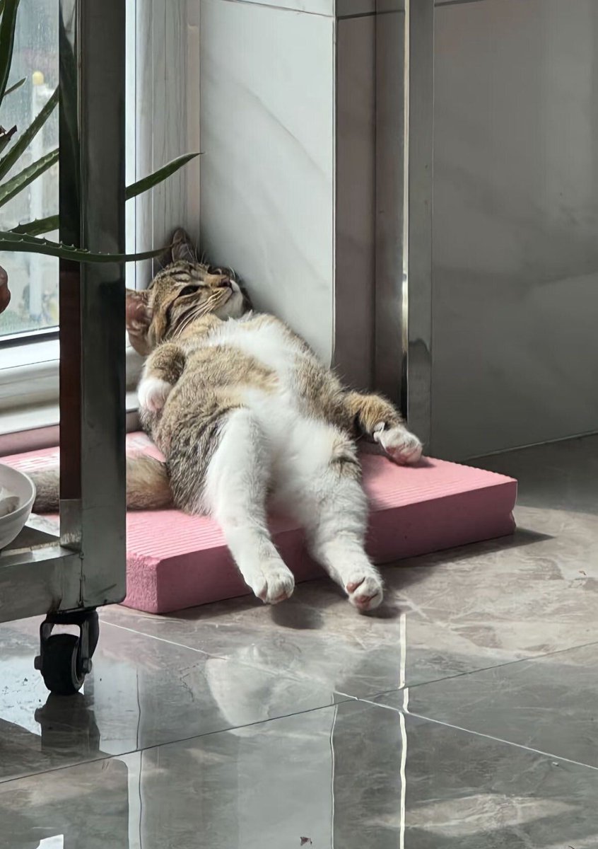 Why you should have a cat (@shouldhavecat) on Twitter photo 