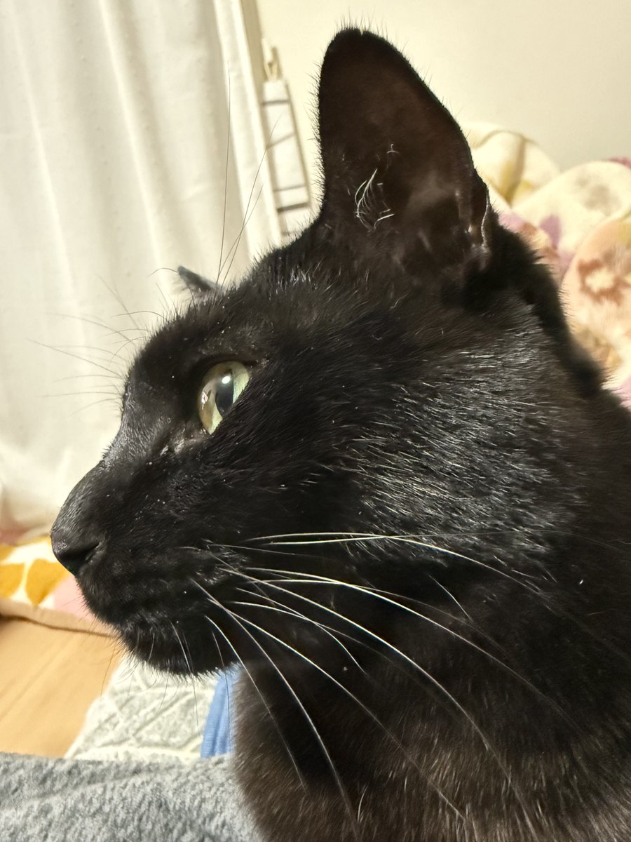 くろみつ (@kimkkCats) / Posts / X