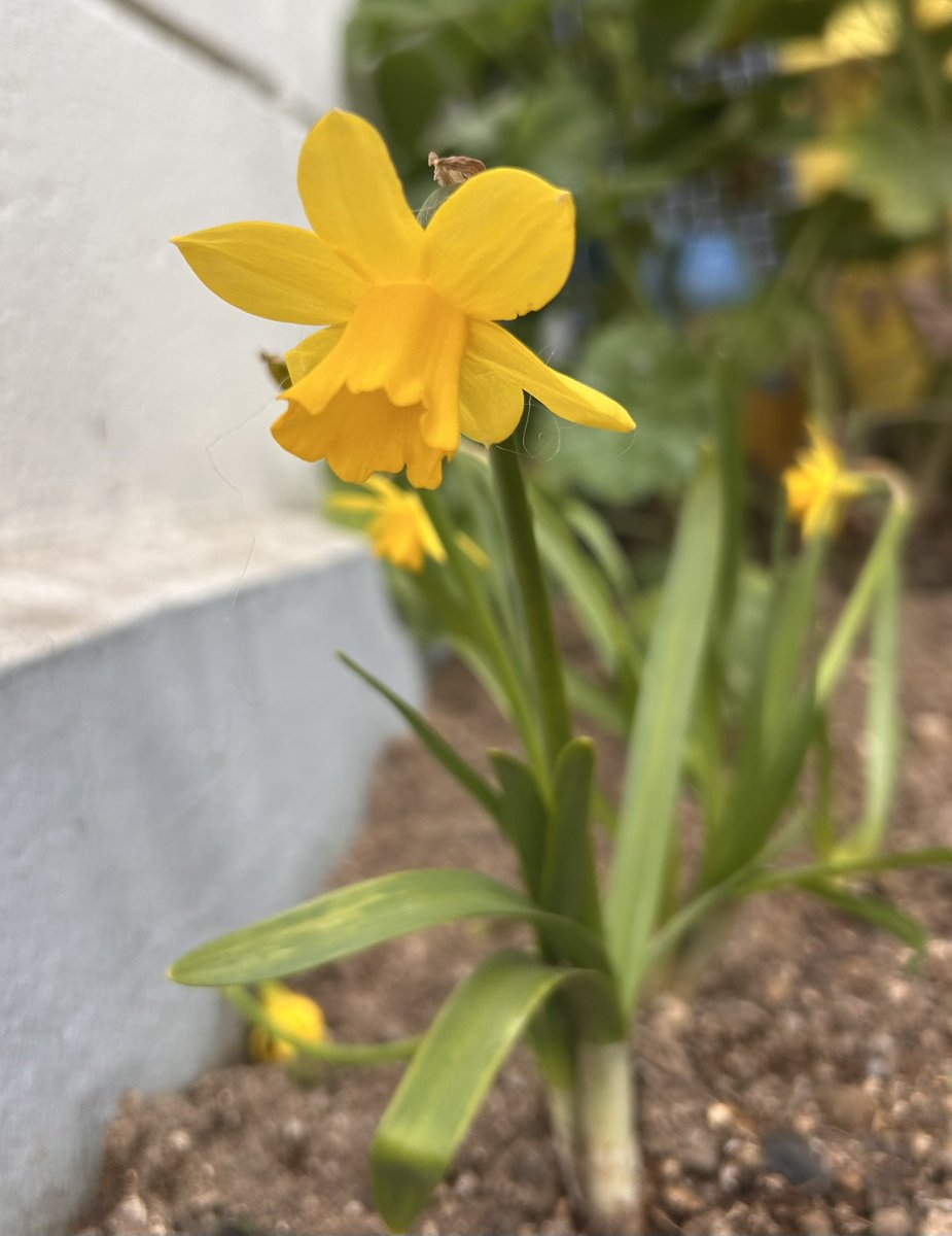 おはようございます😃
いつもありがとうございます😊

極寒の朝です❄️

昨日は久しぶりに
母とランチしました🍽️

歩いているともうあちこちに
スイセンの花が咲いているのですね✨
そして昨日から今年もスギ花粉アレルギーが始まってしまいました🤧

今日も良い日をお過ごしくださいませ🌈