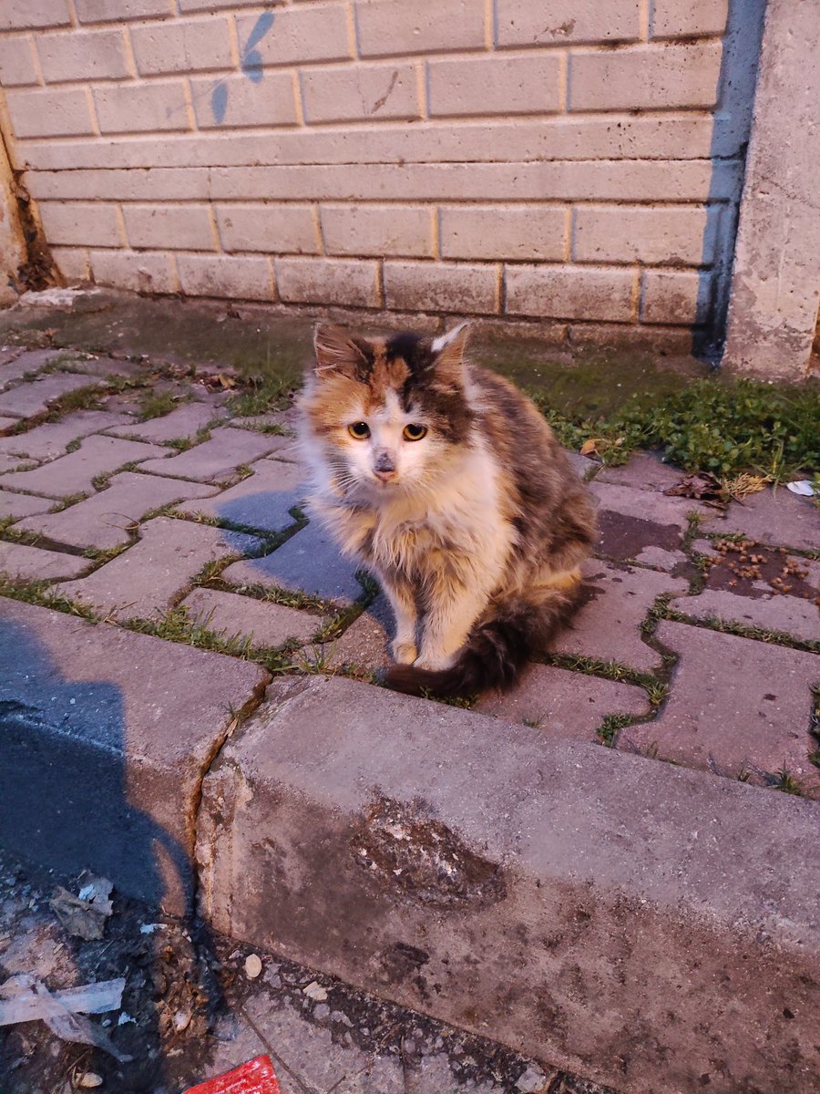 ozlemeyin's tweet image. Garibanlığına bakın 😭

ACİL YUVA

Sahiplenecek kişi vazgeçti! Zaten terk edilmişti. Artık mutlu evinde pofur pofur tüylerinin güzelliğini görelim nolur 🙏🫶🏻

9-10 aylık, dişi.

İstanbul / Kartal
☎️ 0532 174 38 92