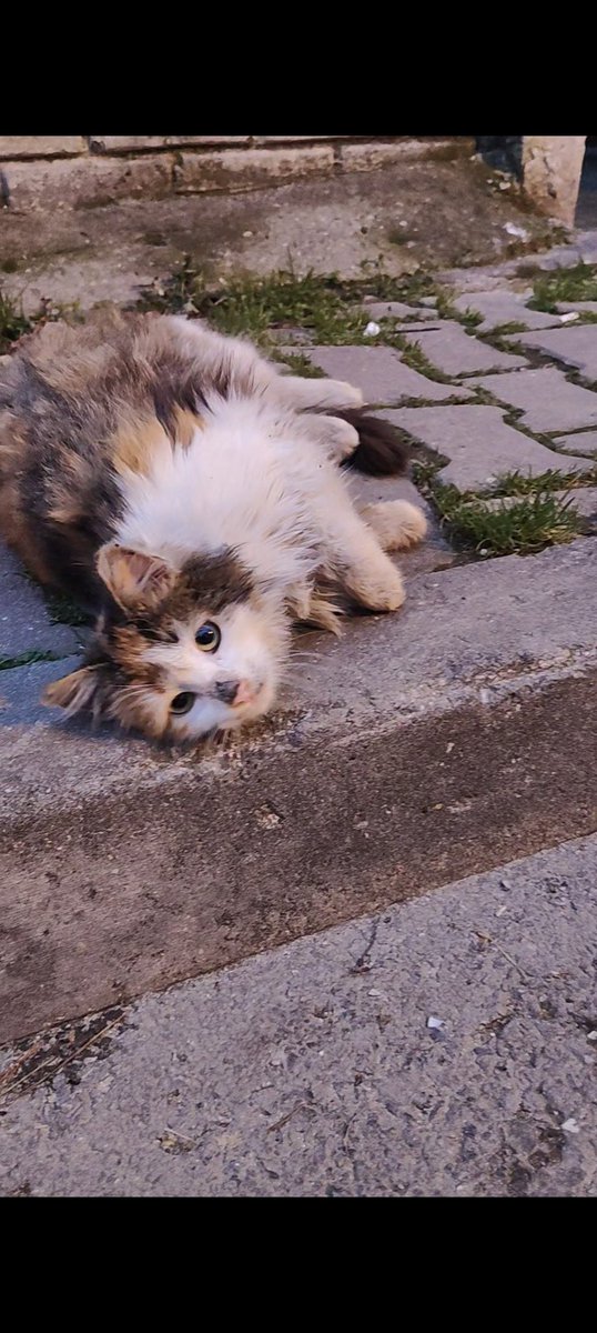 ozlemeyin's tweet image. Garibanlığına bakın 😭

ACİL YUVA

Sahiplenecek kişi vazgeçti! Zaten terk edilmişti. Artık mutlu evinde pofur pofur tüylerinin güzelliğini görelim nolur 🙏🫶🏻

9-10 aylık, dişi.

İstanbul / Kartal
☎️ 0532 174 38 92