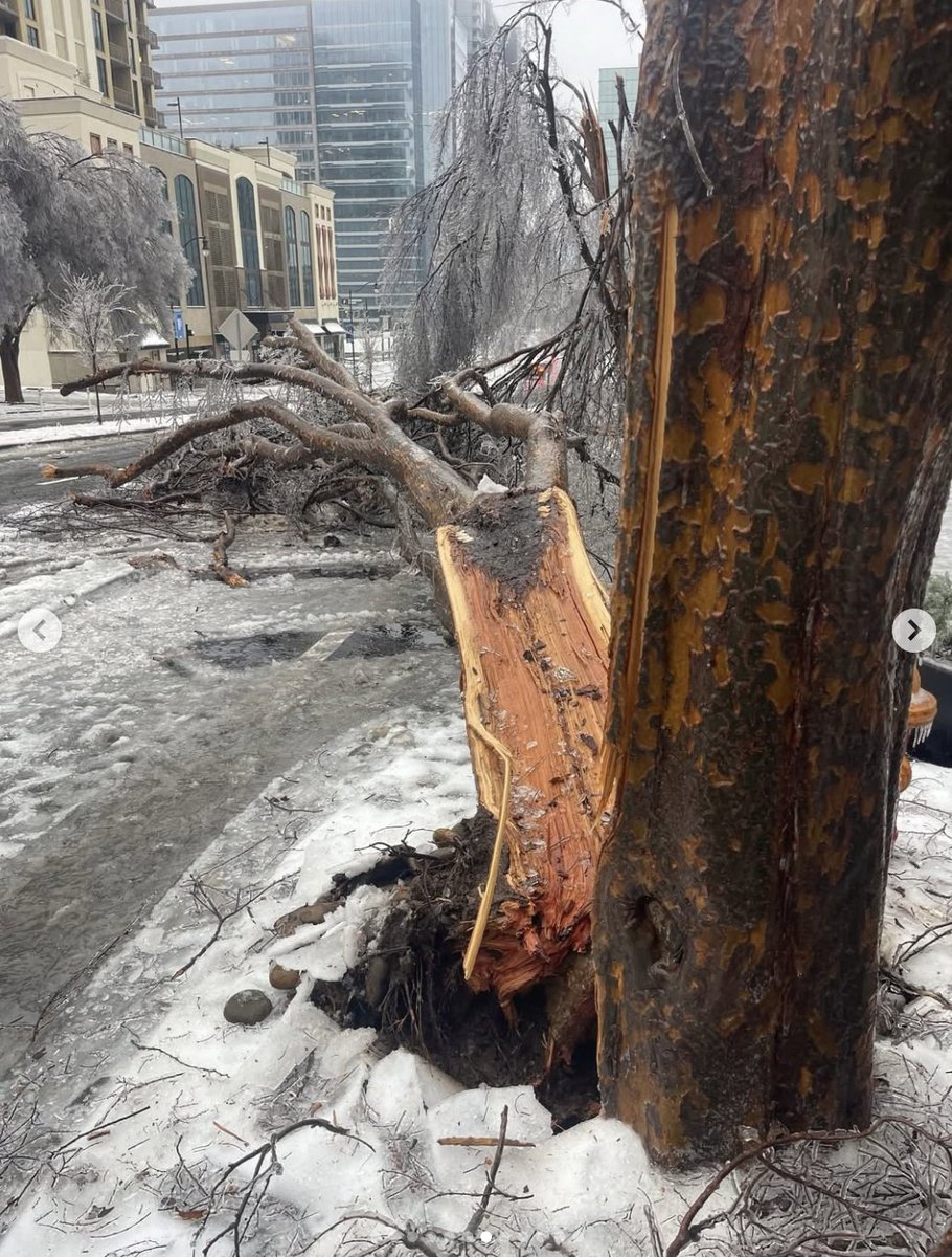 peterframpton's tweet image. In Nashville we are in the wake of a historic snow/ice storm. Trees down on cars &amp;amp; houses, over 100 elec poles have snapped, impeding the Linemen working even as more trees are falling. I want to thank ALL Linemen! We appreciate all you do 4 us. Be safe we are thinking of you. x