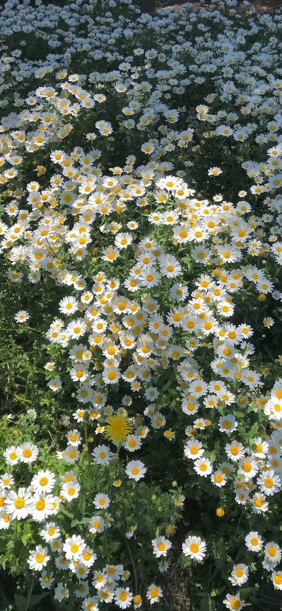 oaesthetiicc's tweet image. 