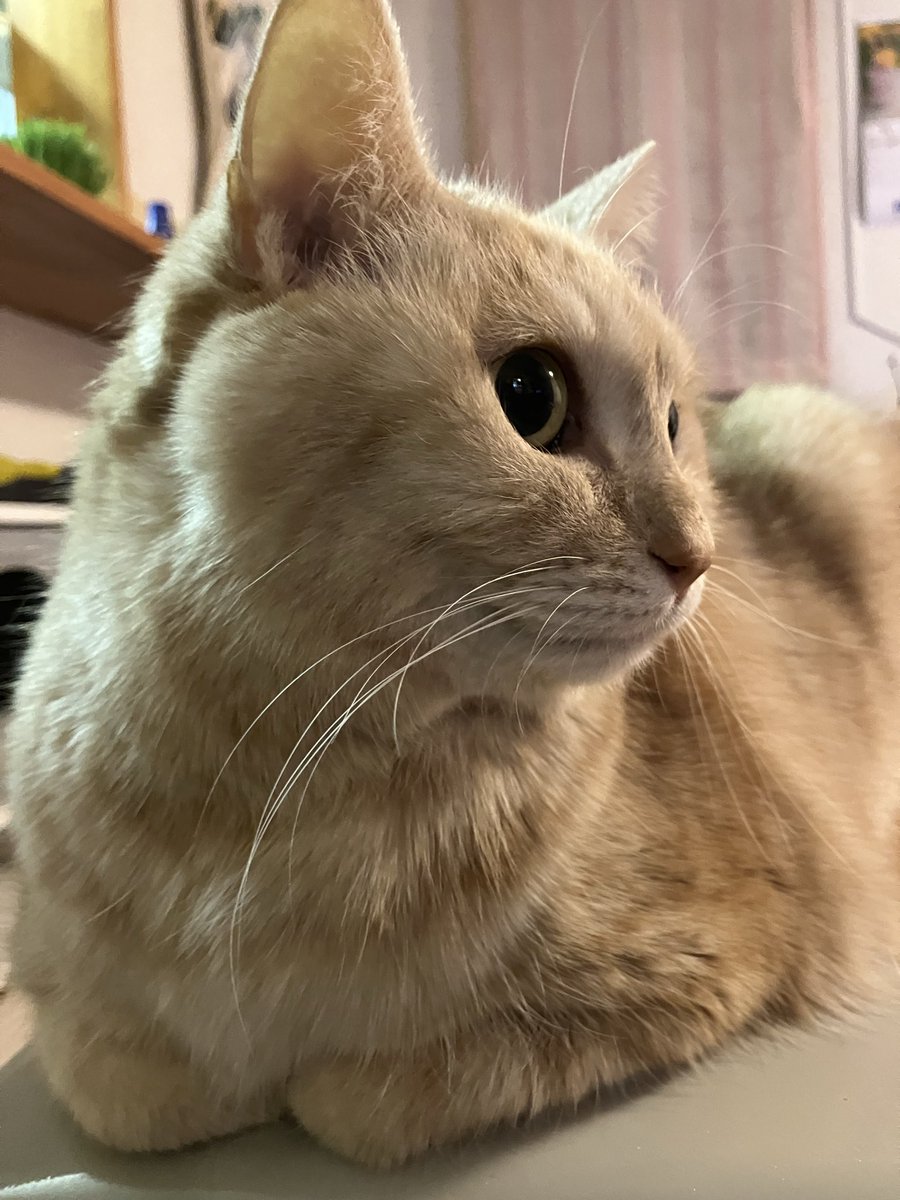 きいろ💛 tweet media