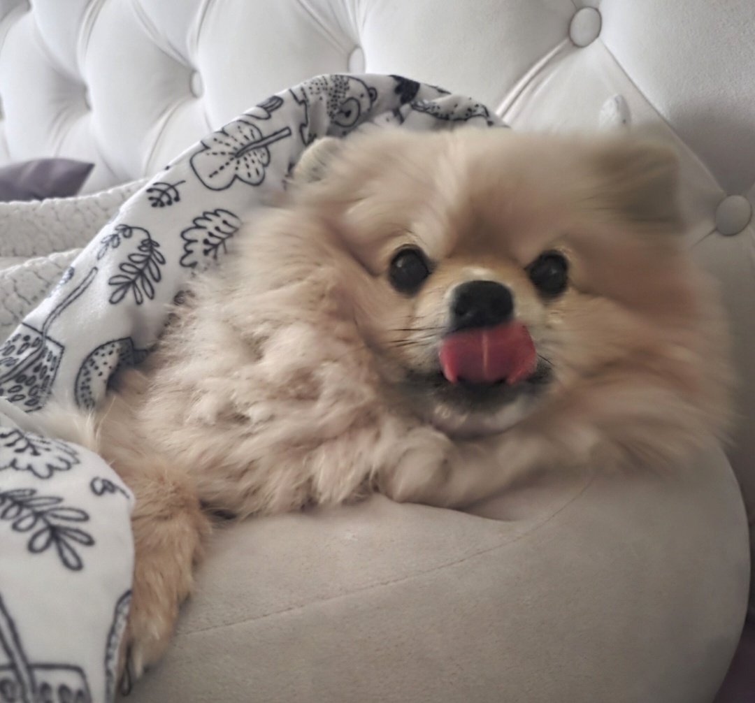 ilvsnw's tweet photo. When your Mr. Floofalump of a son finally awakens from his slumber.... #pomeranian #furbaby https://t.co/0iKOThvfqg