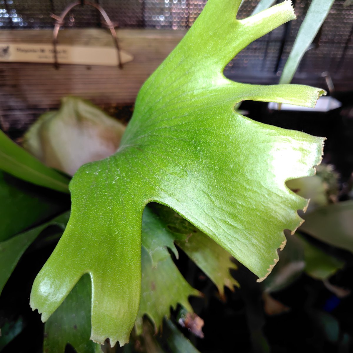 おはビ
#ビカクシダ
#platycerium