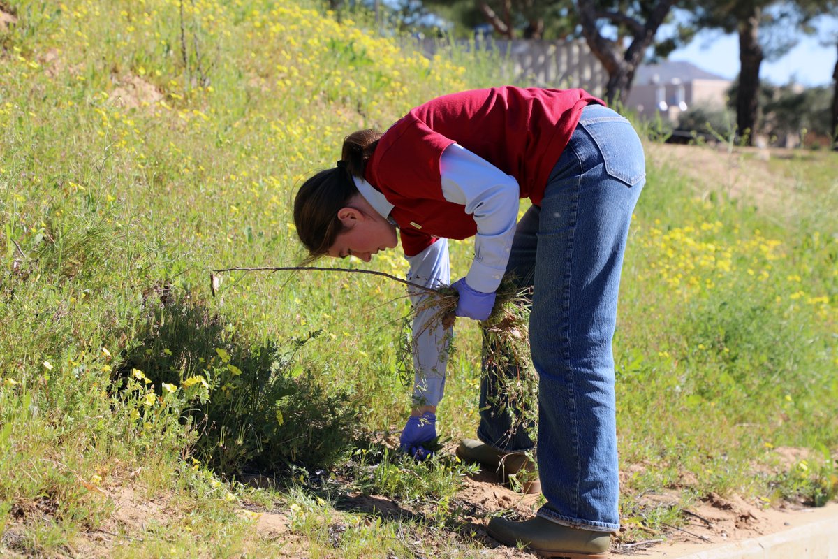 NorcoCollege's tweet image. On MLK Day of Service 2026, we came together to honor Dr. King's legacy through a service project at Norco College. Our team devoted their time to enhancing the campus by cleaning up the area and removing weeds to make space for beautiful flowers. 🌼🌟 #MLKDay #Service