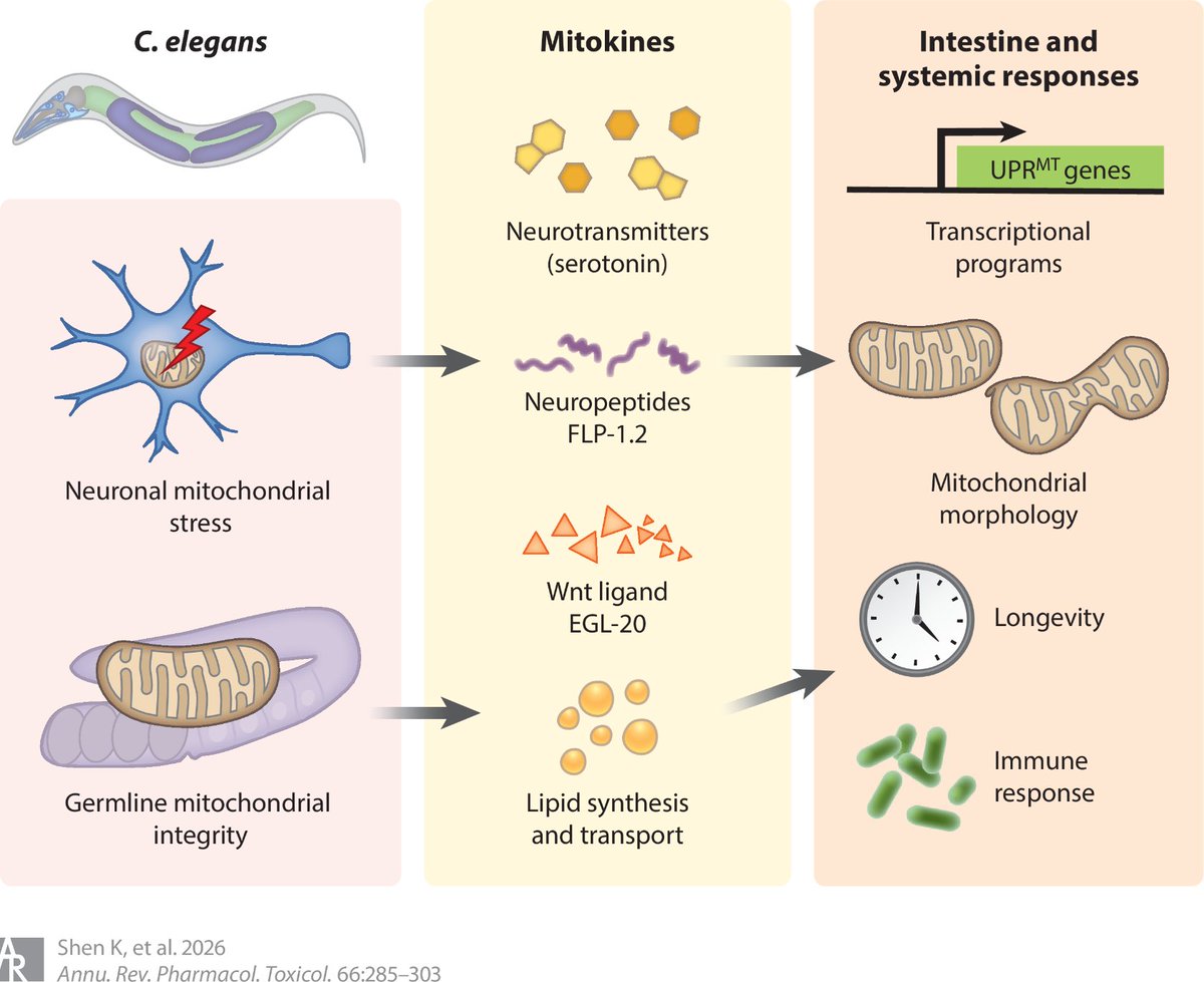 Agingdoc🩺Dr David Barzilai🔔MD PhD MS MBA DipABLM tweet media