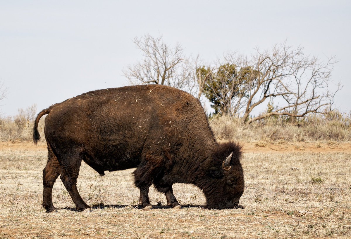 🦎Visceral🪶 (Tomistoma enjoyer🐊) tweet media