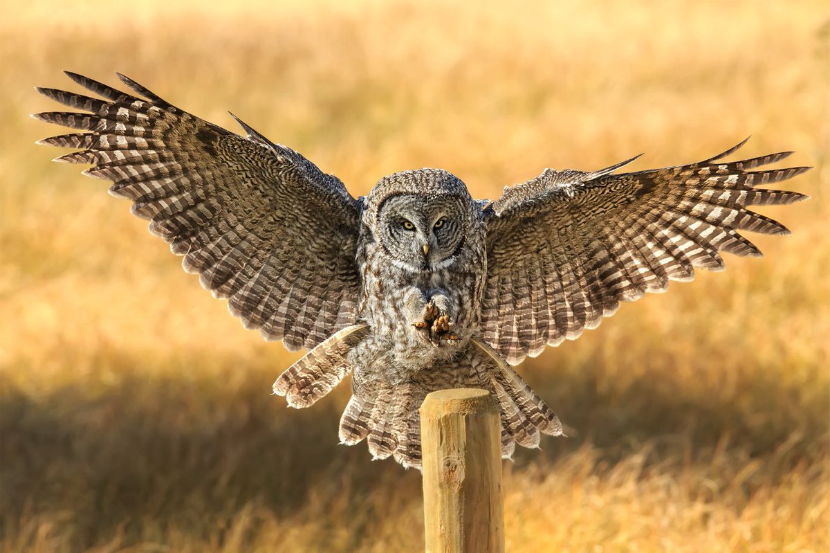 Defenders's tweet photo. A Great Gray Owl lands on a post in Grand Teton National Park in Wyoming.

Photo credit to Jim Chagares. https://t.co/sLH1GI2X8x