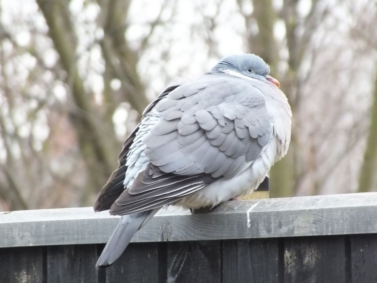 Evening all. Chief Inspector Woodpigeon is hunkering down and waiting for Spring here at #RubbishBirdPics HQ 🩵 #SmallBeautiesHour #BecauseofClem #ThreadofGold