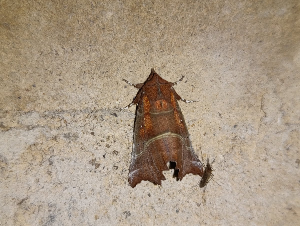 Curioso colega en #LaOficinaDeHoy